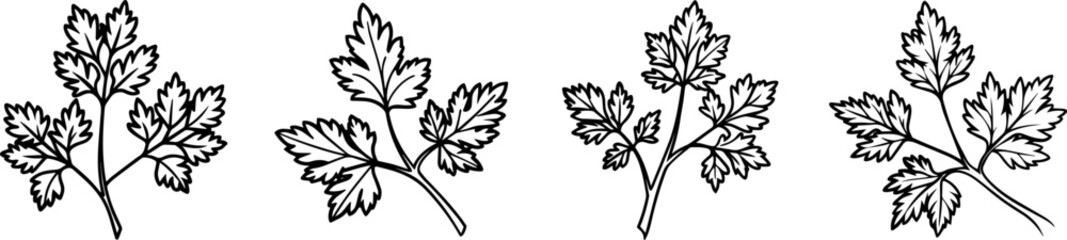 A Set of Line art of coriander leaves vector illustration