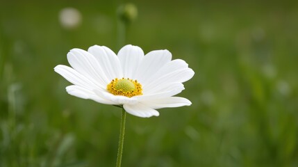 White flower blooms in green field, nature background, springtime