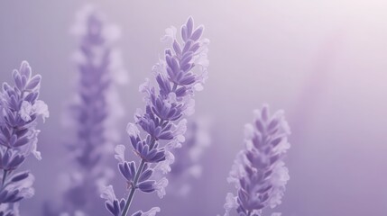 Naklejka premium Gentle Lavender Blooms: A Serene Floral Still Life in Soft Focus