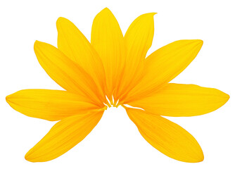 Beautiful sunflower petals isolated on a white background, top view. Fresh yellow petals.