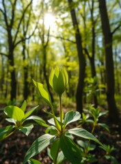 Fototapeta premium Fresh Green Bud Reaching for Sunlight in Vibrant Forest Landscape