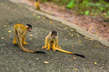 小さな森の住人 &ndash; 石垣島の愛らしいリスザル
