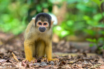 石垣やいま村のリスザル &ndash; 可愛らしい表情の瞬間
