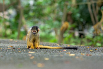 近距離で見つめるリスザル – 石垣やいま村の人気者
