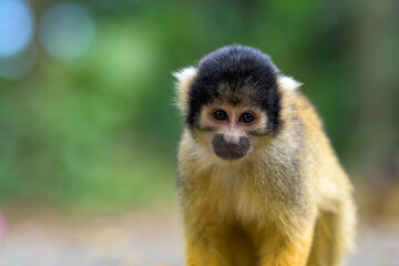 近距離で見つめるリスザル – 石垣やいま村の人気者
