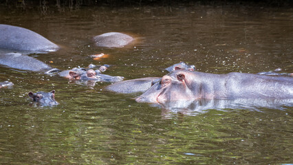 Fototapeta premium kommt ein Flusspferd
