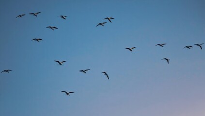 Fototapeta premium Flock of Birds Flying in the Evening Sky