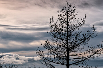 Burnt tree standing tall against cloudy sky after wildfire