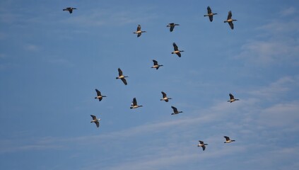 Flock of Birds Flying Against Blue Sky