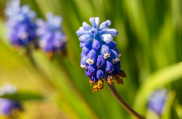 Spring purple flowers close-up, detail, atmosphere, nature of Ukraine