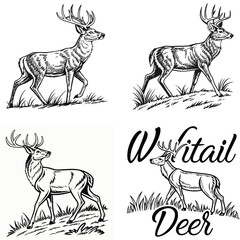 Vector bold sketch of whitetail deer
