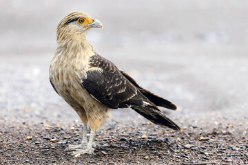 Yellow-headed caracara (Daptrius chimachima). Rio Grande de Tarcoles (Tarcoles River), Costa Rica. Selective focus on bird's eye