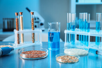 GMO concept. Petri dishes with cereal grains, syringe and laboratory glassware on table indoors