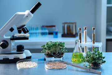 GMO concept. Petri dishes with buckwheat, oats, microgreens and equipment on table in laboratory