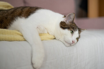 A sick cat is lying on the couch. The cat misses its owner. Emotional state of the cat. High quality photo © mdyn