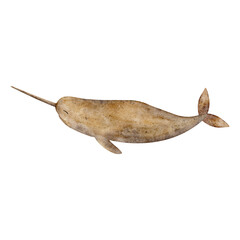 Narwhal whale watercolor illustration in children's style. Hand-drawn illustration of underwater mammal in beige pastel colors, isolated from background for card designs nursery posters baby bathrooms © Anastasia Brekhova