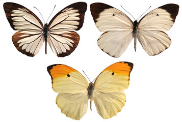 set of colorful butterflies isolated on white, transparent  background for spring and easter design