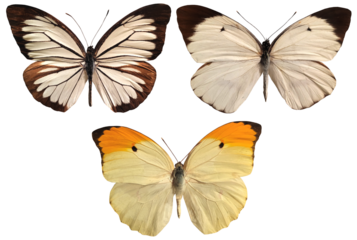 set of colorful butterflies isolated on white, transparent  background for spring and easter design
