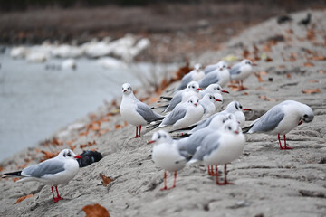 flock of seagulls