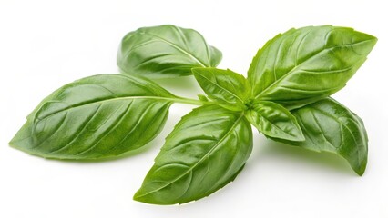 Fototapeta premium Fresh Basil Sprig on White Background