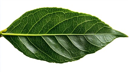 Obraz premium Leafy Green: The image showcases a vibrant, textured leaf, displaying intricate patterns. Capturing the beauty of natural growth and botanical detail, providing a perfect representation of nature.