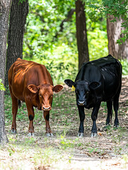 Obraz premium Two cows one reddish-brown and one black stand side-by-side in a wooded area gazing towards the viewer.