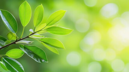 A natural background with green colored abstract bokeh sunlight and trees perfect for adding a copy space image. 