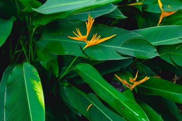 Vibrant bird of paradise among lush green leaves Strelitzia, thailand