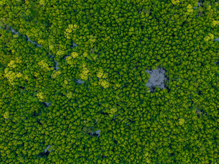 Lush aerial view of dense mangrove forest in phang nga, thailand