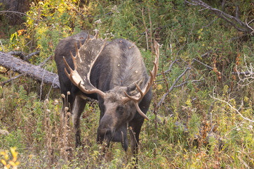Bull Moose During the Rut in Grand Teton National Park Wyoming in Autumn