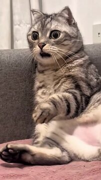 Surprised Tabby Cat Sitting with Wide Eyes and Funny Expression