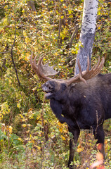 Bull Moose During the Rut in Grand Teton National Park Wyoming in Autumn