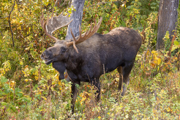 Bull Moose During the Rut in Grand Teton National Park Wyoming in Autumn
