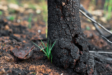 New plant growing near burnt tree after wildfire in forest