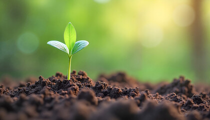 Fototapeta premium Sprouting green plant emerging from rich soil with soft blurred natural background, symbolizing sustainable business growth.