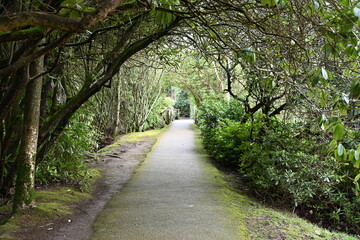 unique path with overhanging trees creating a arch from trees