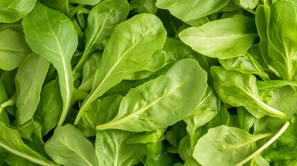 Fresh Green Leaves of Arugula on a Vibrant Background