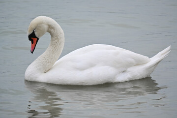 swan