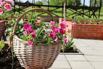 Wicker basket, flower pot with colorful Petunia in the summer garden