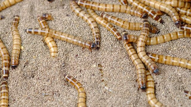 King mealworm (zophobas morio) is a popular feed ingredient that is widely used to give to reptiles, songbirds and other poultry.