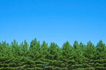 Fototapeta premium 澄んだ青空の下で見上げる美しい緑の松林の風景