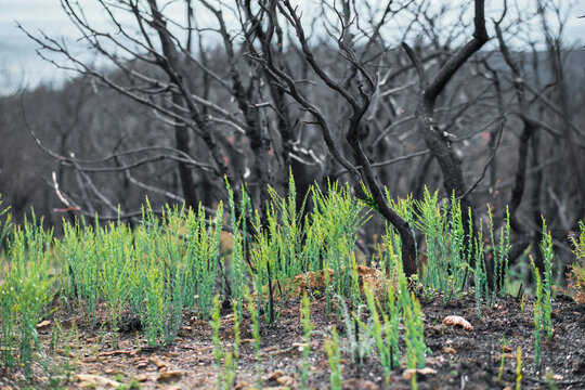 New green plants growing in burned forest showing hope and rebirth after wildfire