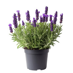 Fototapeta premium Lavender Plant in Pot Isolated on Transparent Background