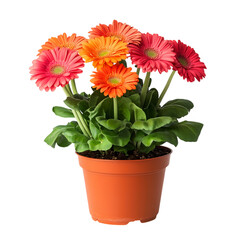 Vibrant Potted Gerbera Daisy Plant with Bright Red Isolated on Transparent Background
