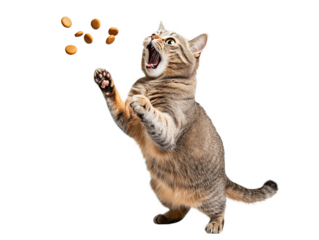 A lively tabby cat leaps into the air, mouth open wide, trying to catch pieces of kibble. Cat and food are isolated on transparent background.