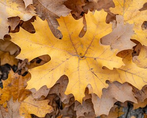 Autumn leaf ground fall background
