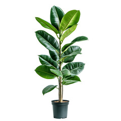 Tall Potted Rubber Tree Plant with Large Glossy Leaves Isolated on Transparent Background