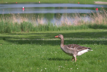 a duck on a green lawn (vers. 2)