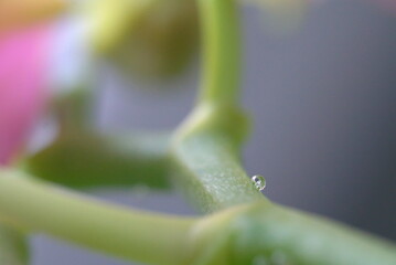 drop of water on a green branch