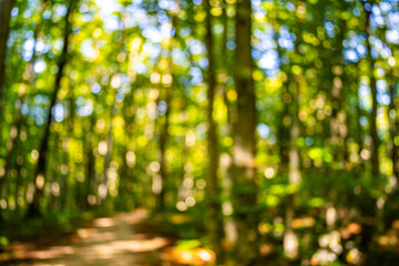 Fototapeta premium Green leaf background. Green leaf forest on blurred greenery background. Bokeh background. Green nature background. Green leaf in forest. Leaves plants blurred backdrop.